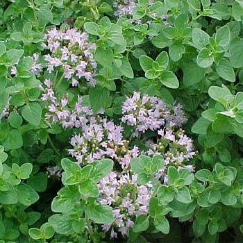 wild marjoram